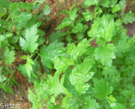 菊花腦和南瓜能一起吃嗎？菊花腦能和水果一起吃嗎？