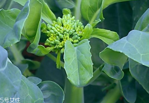 芥蘭會(huì)引起皮膚過(guò)敏嗎？芥蘭是發(fā)物嗎？