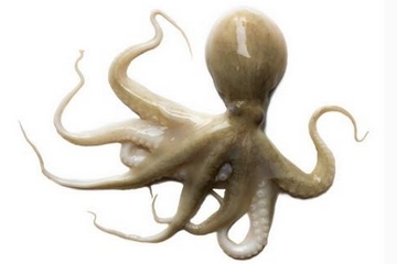 章魚是什么顏色？章魚是什么樣子？