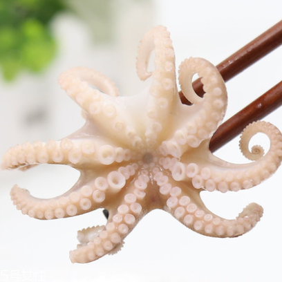 章魚是什么顏色？章魚是什么樣子？