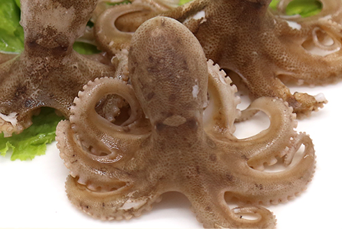 章魚會噴墨汁嗎？章魚的墨汁能吃嗎？