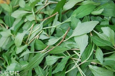 馬蘭頭對人的好處？馬蘭頭有什么好處？