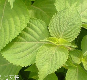 紫蘇葉是熱性的嗎？紫蘇葉是寒性的嗎？