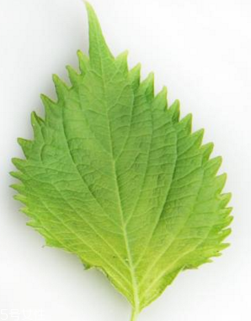 紫蘇葉的形態特征 紫蘇葉的外形是什么樣？