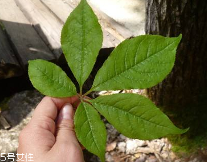 刺五加能做菜嗎？刺五加怎么做菜？