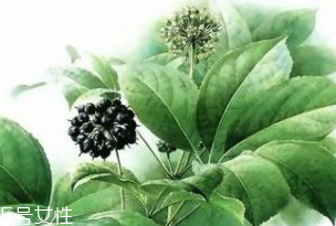 刺五加能做菜嗎？刺五加怎么做菜？