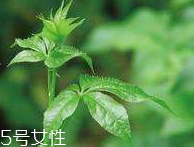 刺五加和枸杞泡水好嗎？刺五加能和枸杞泡水嗎？