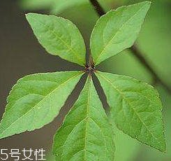 刺五加能給孕婦吃嗎？孕婦能吃刺五加嗎？