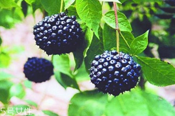 刺五加是發物嗎？刺五加不是發物