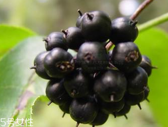 刺五加是發物嗎？刺五加不是發物