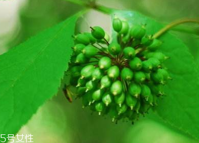 刺五加能不能做餃子餡？刺五加怎么做餃子餡？