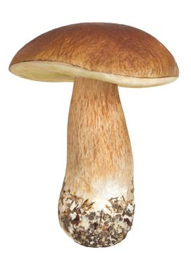 松蘑的營養價值究竟是什么