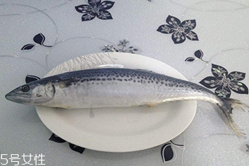 鲅魚(yú)是什么樣子的 鲅魚(yú)身如錘形