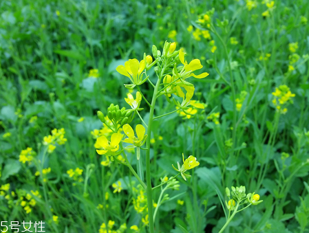 菜籽油是發物嗎 菜油很溫和
