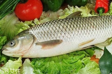 草魚是發物嗎 魚類都是發物
