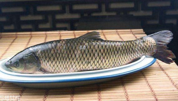 草魚是發物嗎 魚類都是發物