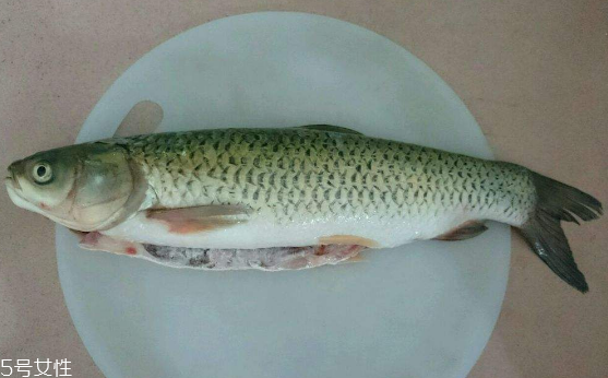 草魚是發物嗎 魚類都是發物
