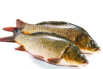 鯉魚是發物嗎 發物中的發物