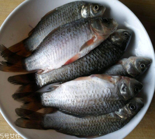 鯽魚是發物嗎 屬于發物