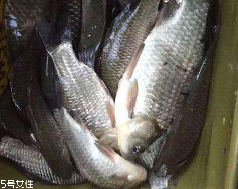 鯽魚是發物嗎 屬于發物