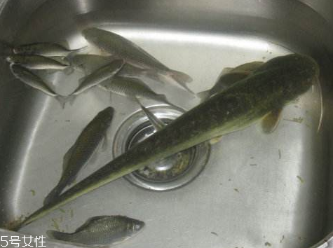 鯰魚是發物嗎 確實屬于發物