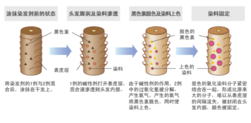 長效染發劑和短效染發劑哪個好 2種染發劑大pk