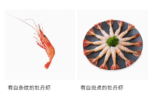 牡丹蝦和阿根廷紅蝦怎么區分 看這張圖就明白了