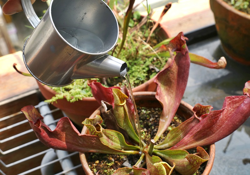 食蟲植物有哪些 食蟲植物哪些最好養