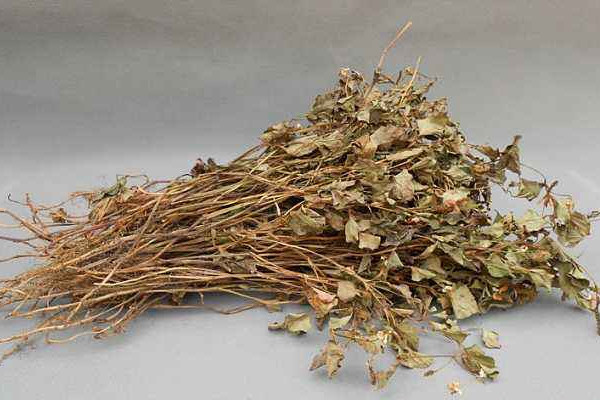 折耳根可以泡腳嗎？新鮮還是干的折耳根用量需適宜