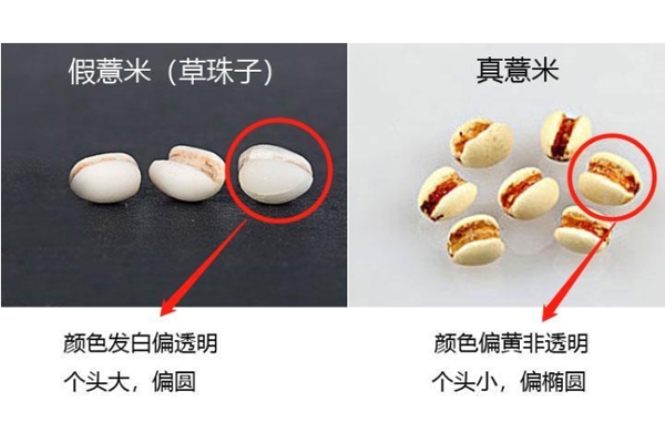 怎么區分薏米真假 薏米真假對比圖