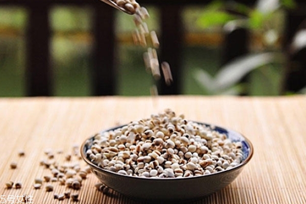 怎么區分薏米真假 薏米真假對比圖
