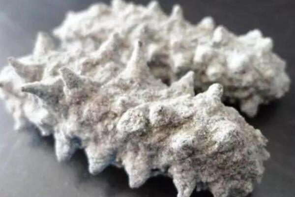 鹽干海參的危害 營養難被人體吸收