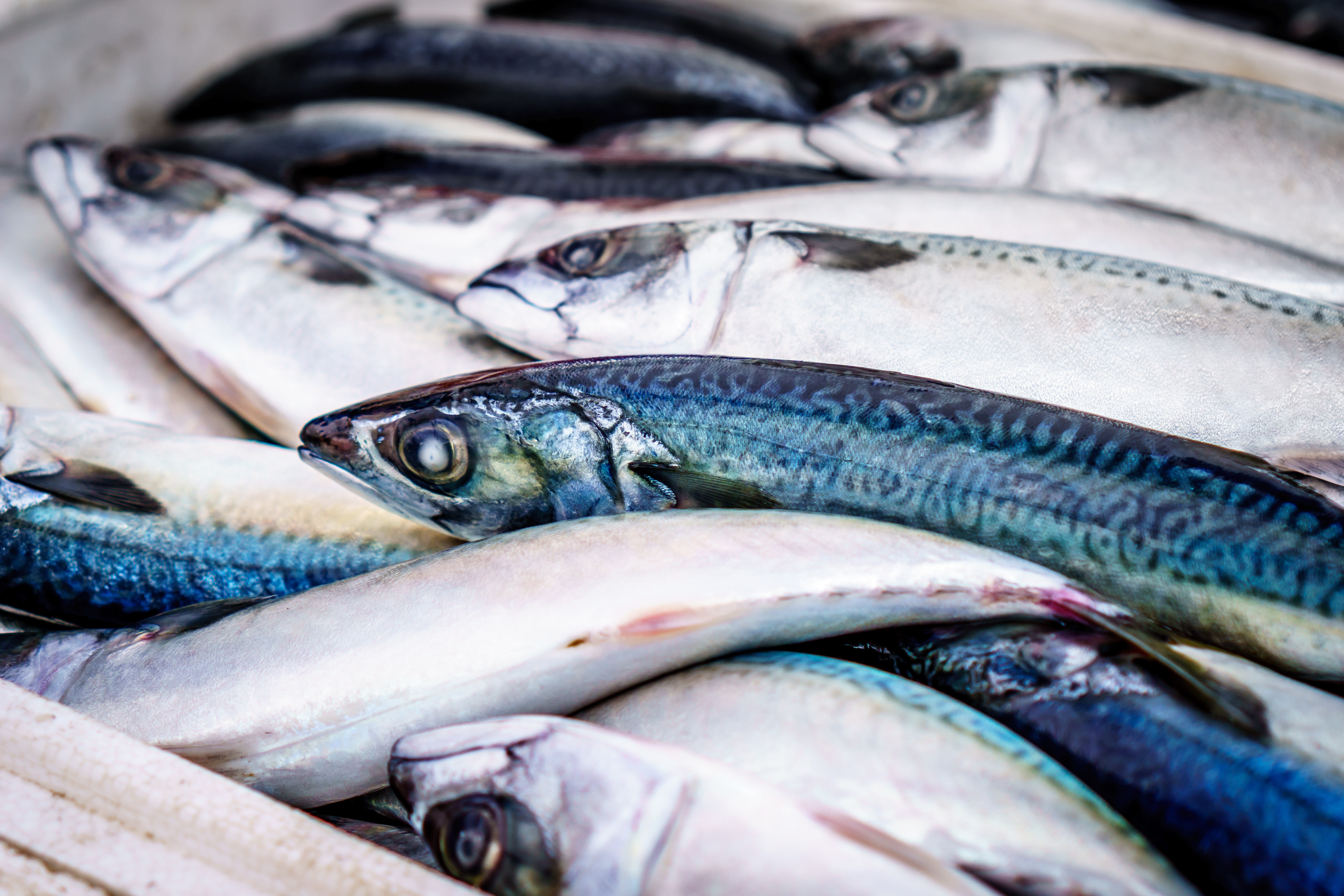 生魚膽可以吃嗎 生魚膽內含有極強毒性