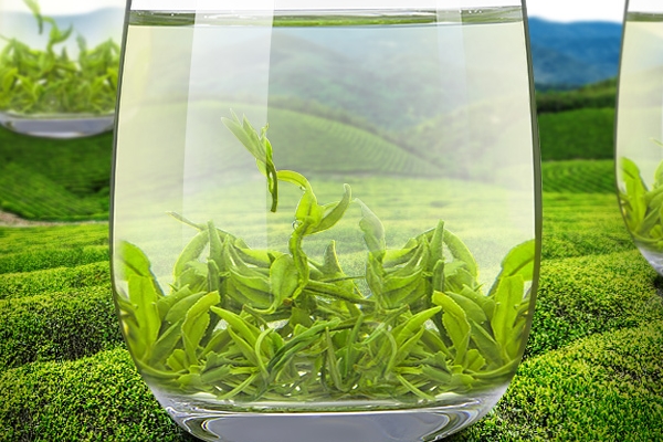 綠茶是發酵茶嗎 不屬于這個類別