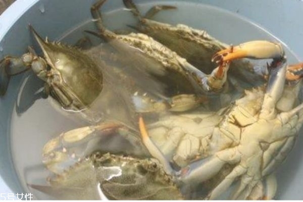 三門青蟹的營養價值 三門青蟹和越南青蟹的區別