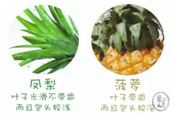 怎么區分菠蘿和鳳梨 菠蘿和鳳梨有什么不同