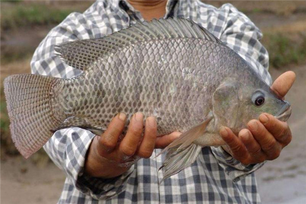 羅非魚(yú)是海魚(yú)還是河魚(yú) 羅非魚(yú)是深海魚(yú)嗎