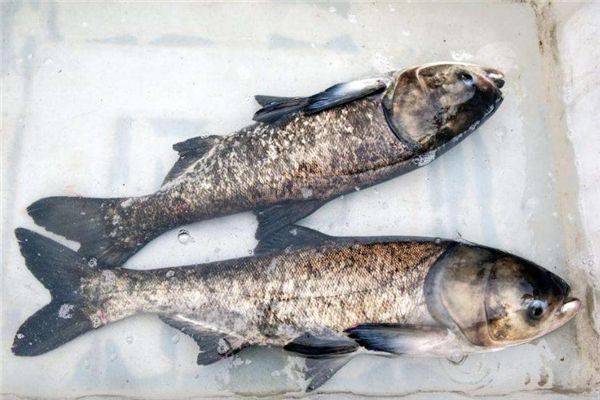 鳙魚和鰱魚的區別 肉質不相同