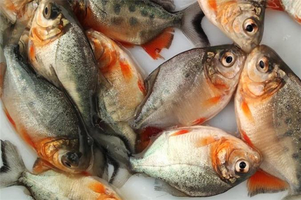 孕婦可以吃紅鯧魚嗎 營養價值很高
