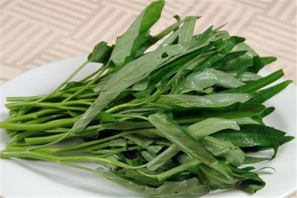 空心菜發芽能吃嗎 空心菜發芽不建議食用