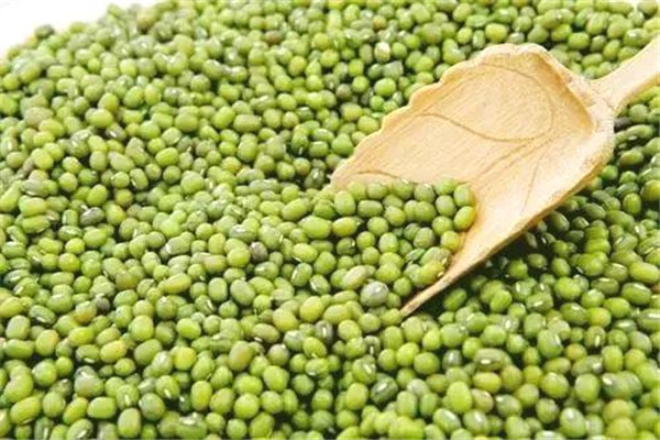 綠豆發芽還能吃嗎 綠豆為什么會發芽