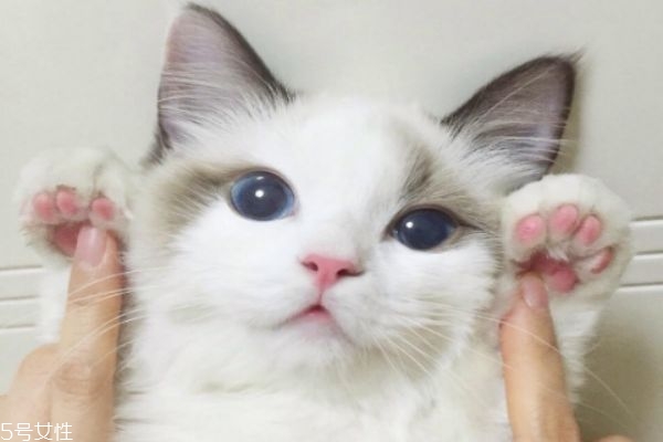 驅蚊產品對貓有害嗎 家里有貓怎么驅蚊