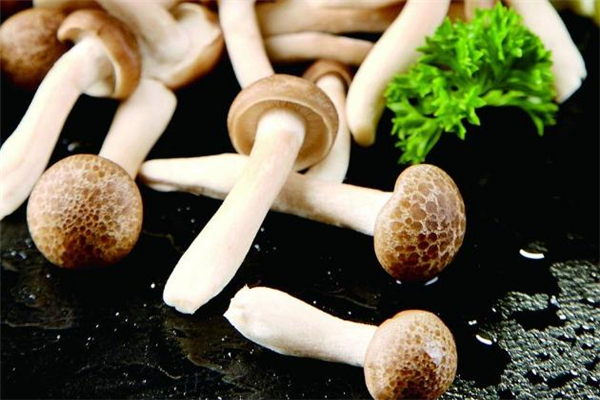蟹味菇長白毛可以吃嗎 蟹味菇發霉還能吃嗎