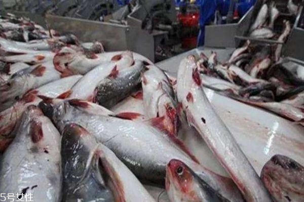 巴沙魚是什么魚呢 巴沙魚產自哪里呢