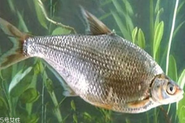 鳊魚是什么魚呢 鳊魚有什么營養價值呢