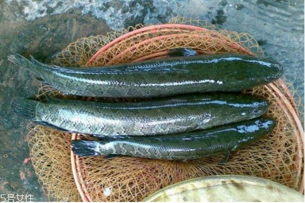 什么是黑魚呢 黑魚有什么營養價值呢
