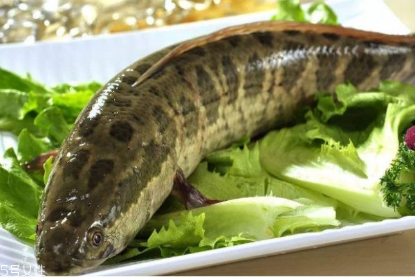 什么是黑魚呢 黑魚有什么營養價值呢