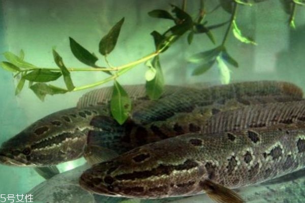 什么是黑魚呢 黑魚有什么營養價值呢