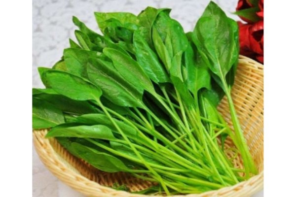 菠菜生長在什么環境中呢 菠菜多少錢一斤呢