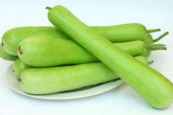 瓠瓜有什么營養價值呢 瓠瓜生活在什么環境里呢